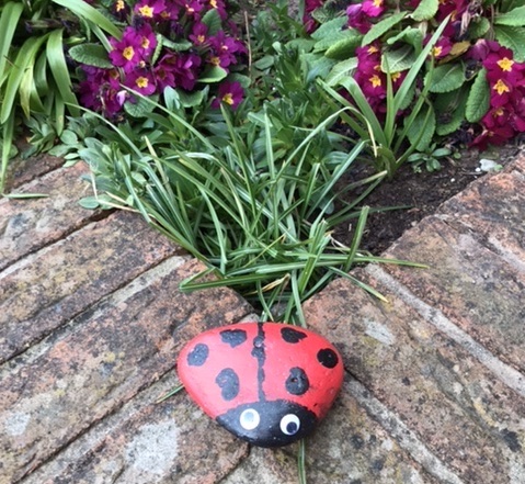 ladybird