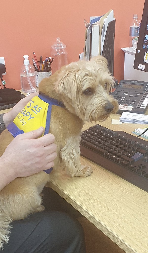 Typing dog