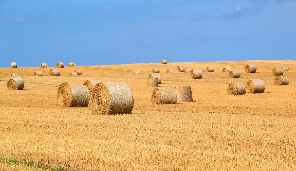 Harvest 2018