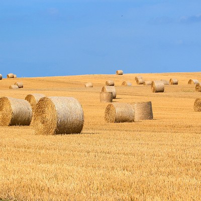 Harvest 2018