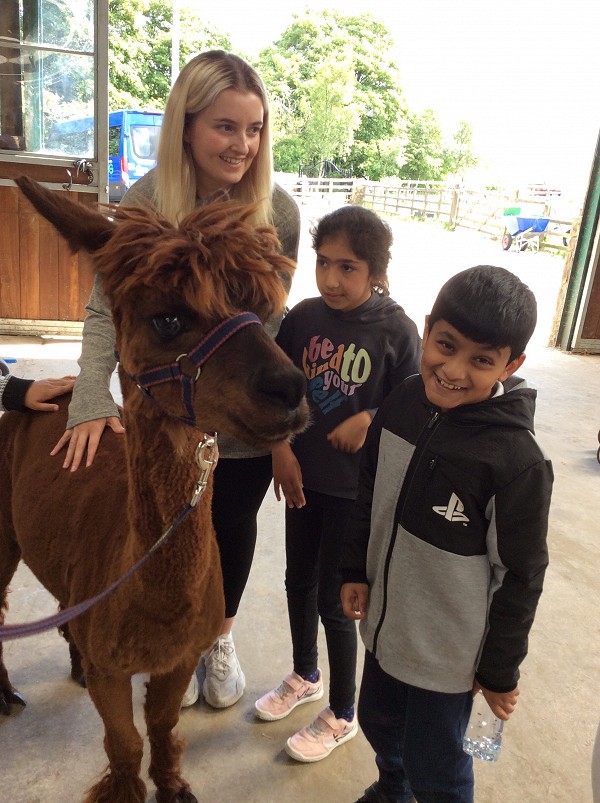 alpaca