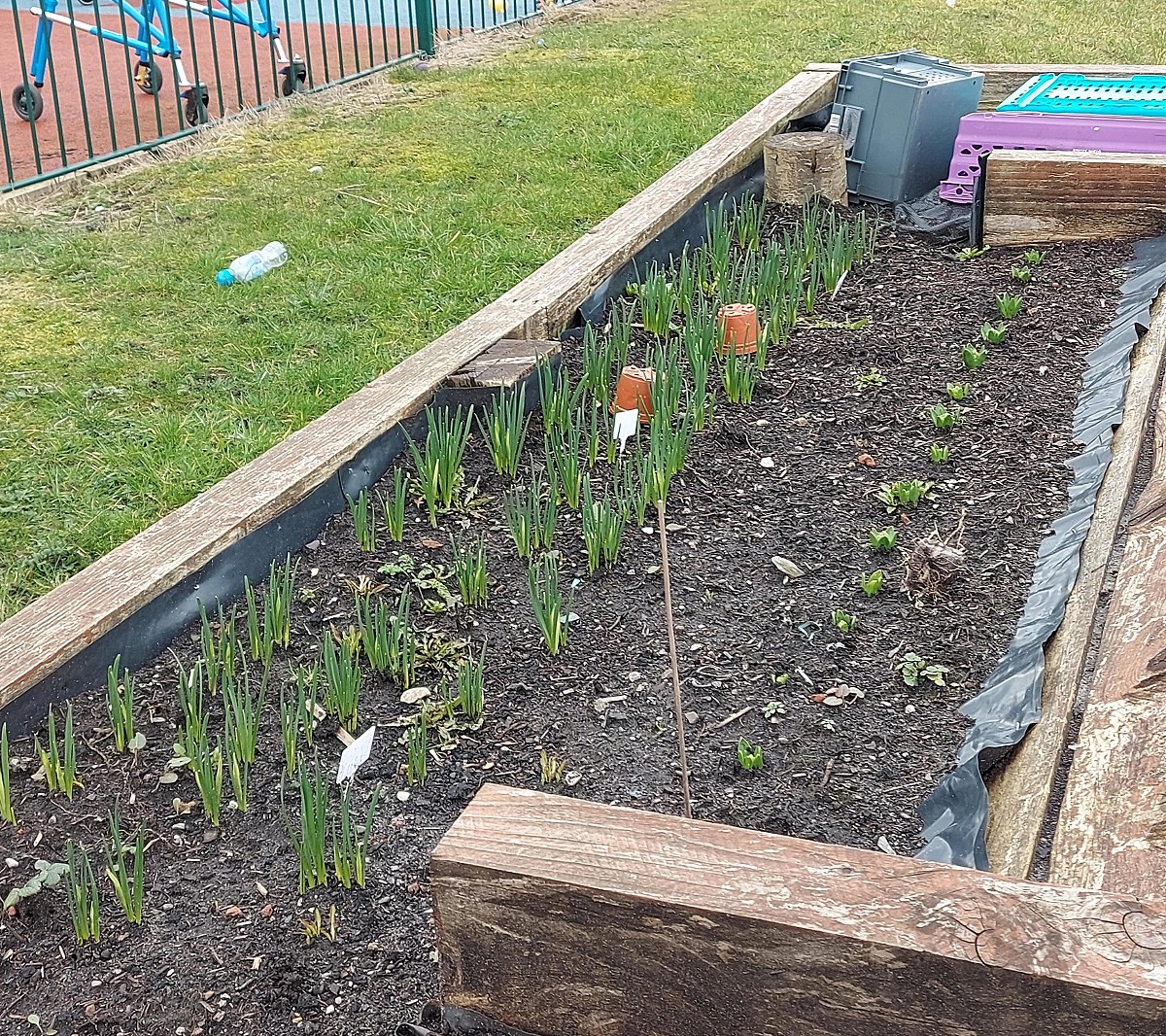 bulbs