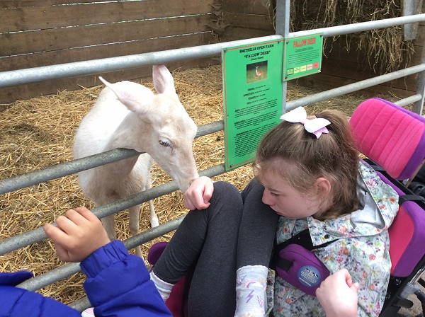 goat at farm
