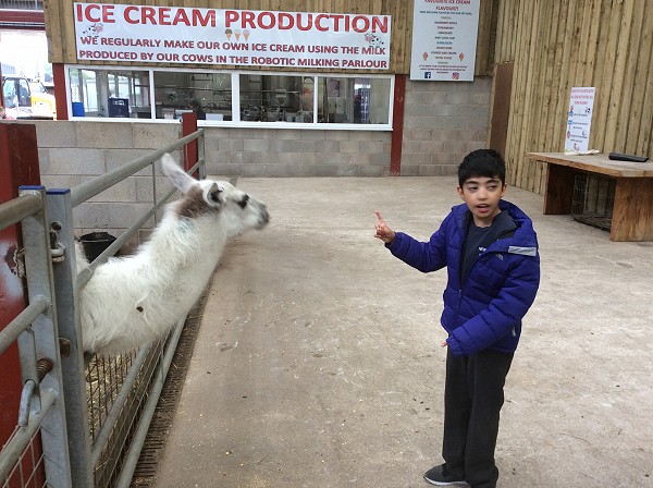 farm llama