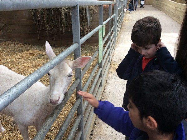 farm goat