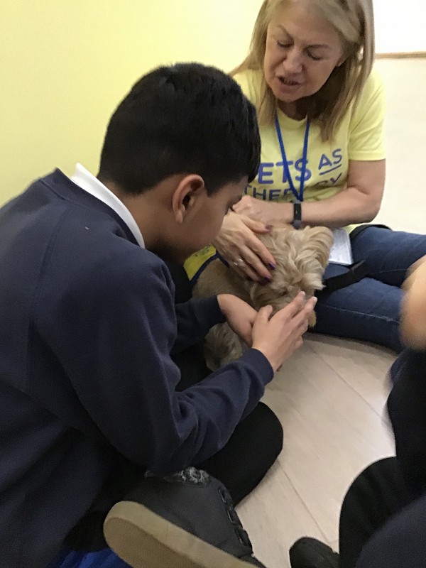 Pet