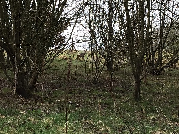deer