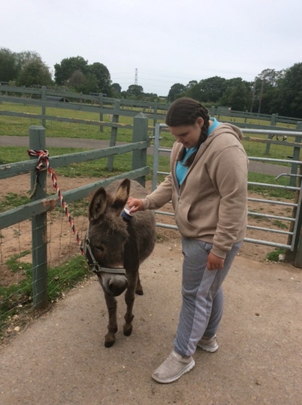 donkey
