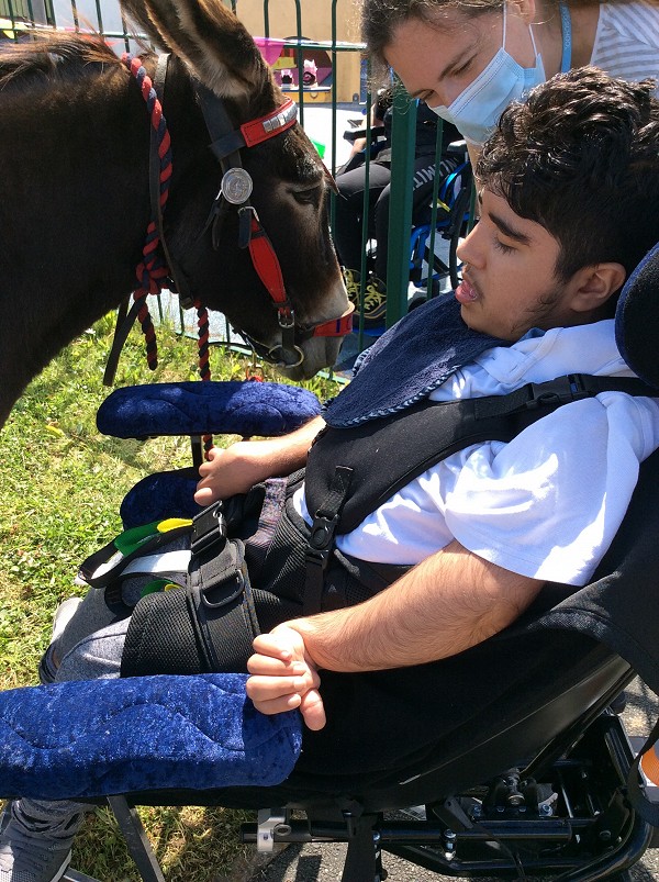 donkey
