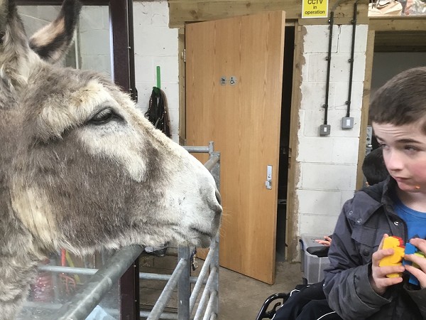 donkey