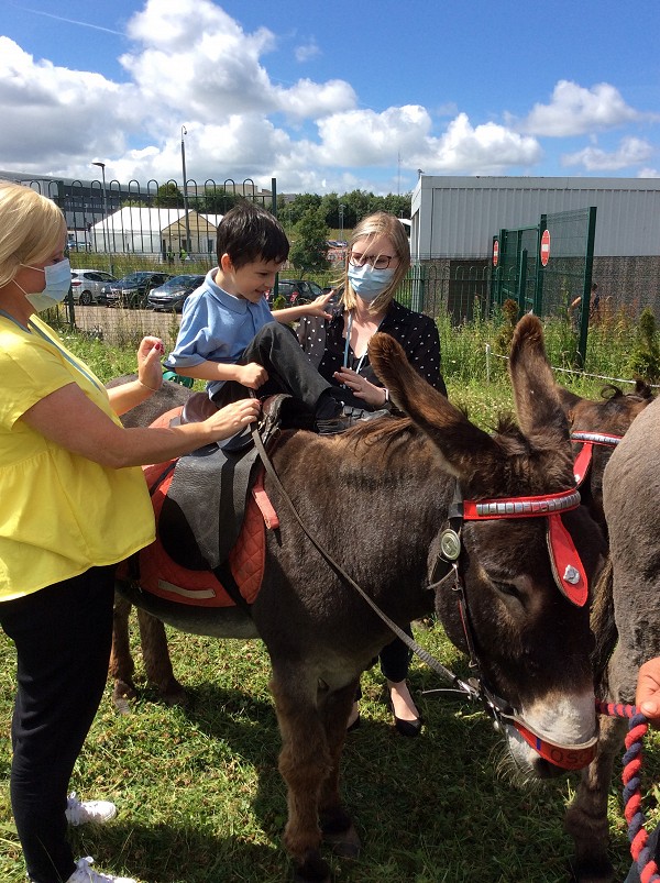 donkeys