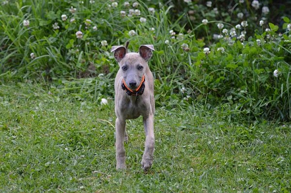 dog in grass
