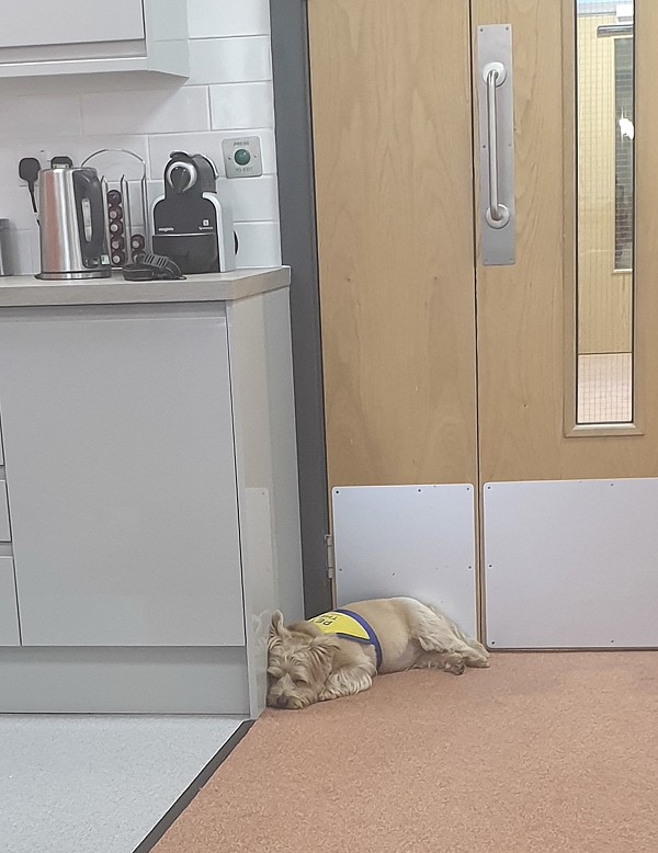 Sleeping dog