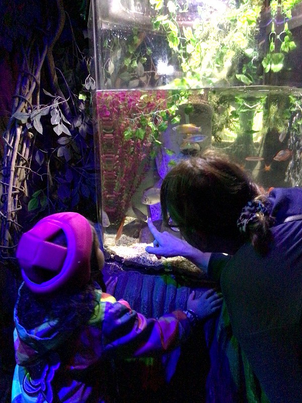 fish