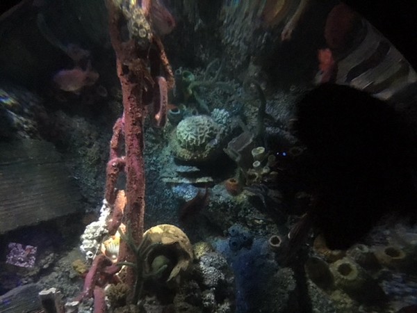 fish