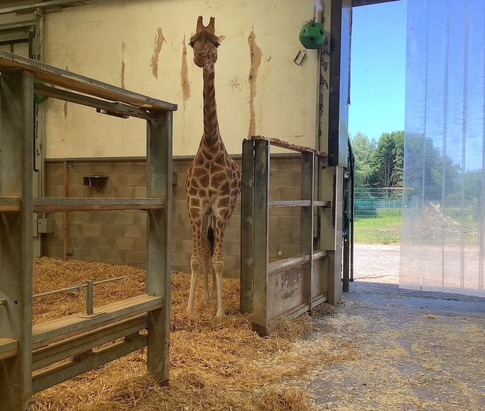 giraffe