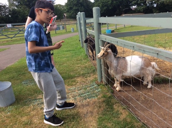goat