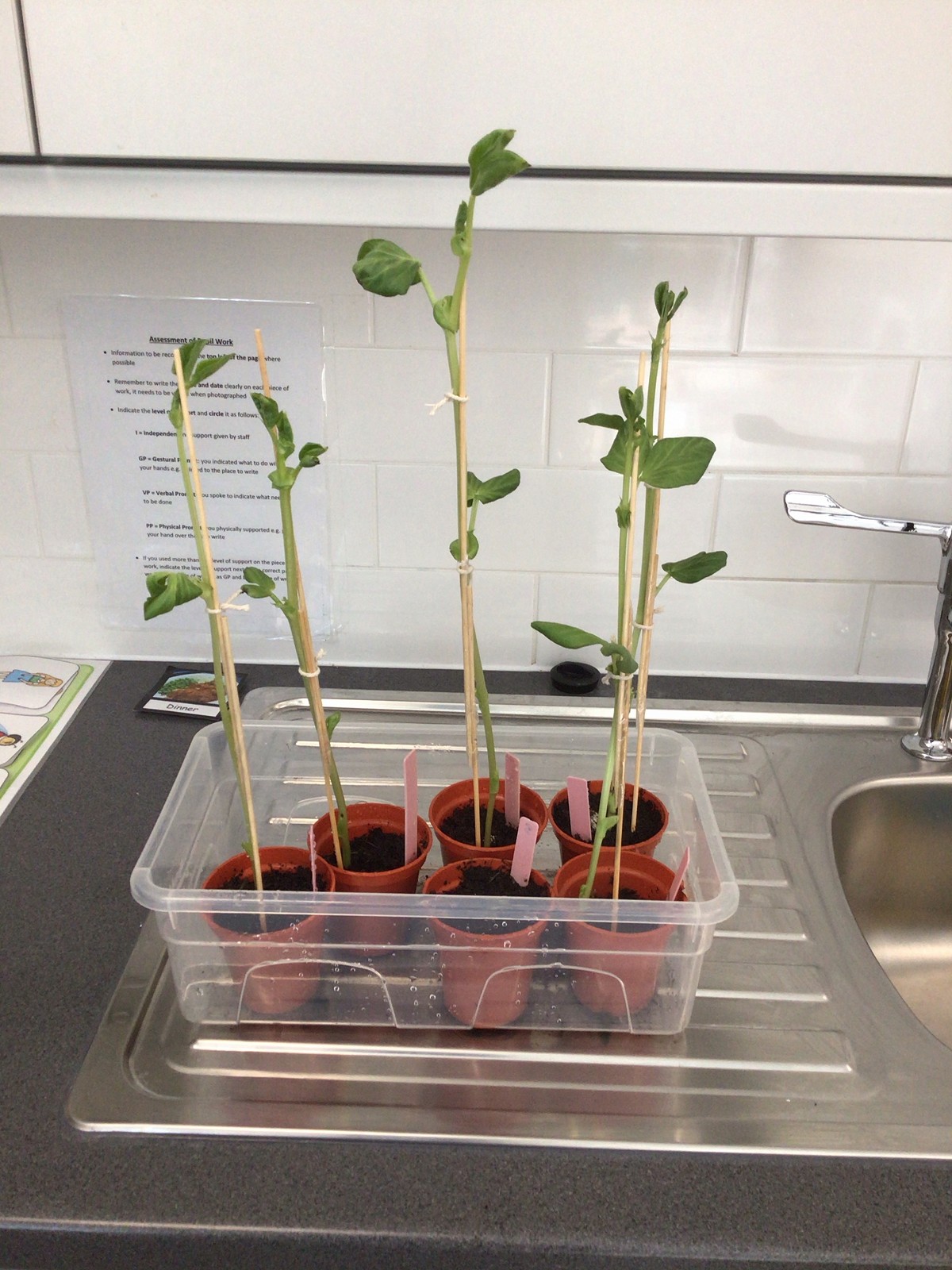 beanstalk