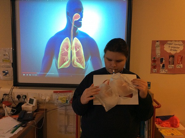 lungs