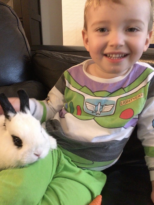 rabbit
