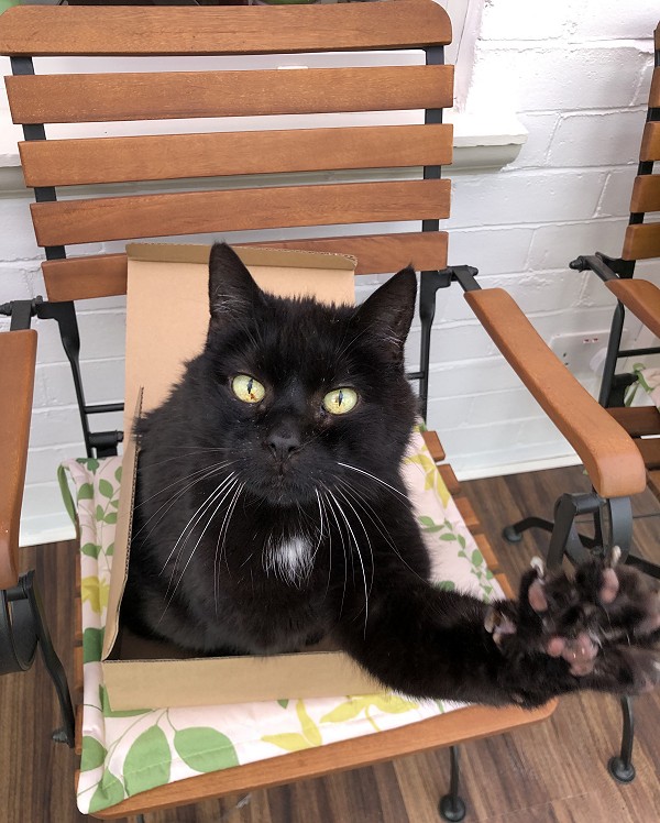 cat