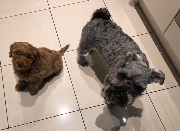 puppies