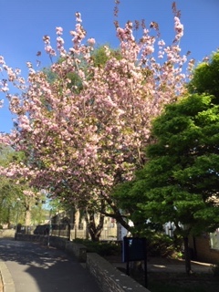 blossom