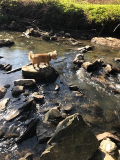Baxter walk