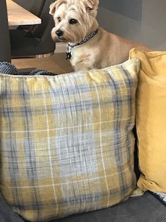 Baxter at home