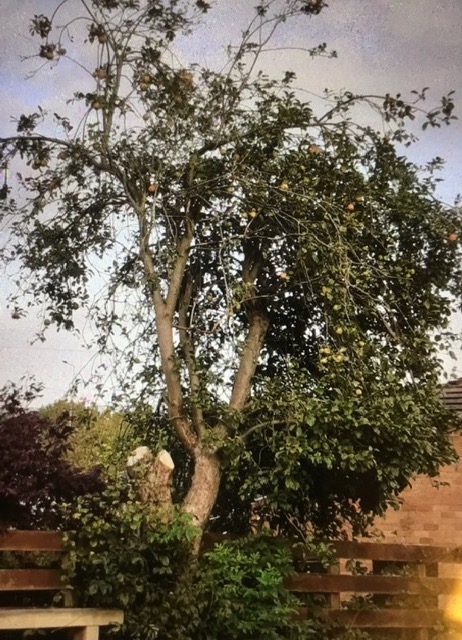 tree