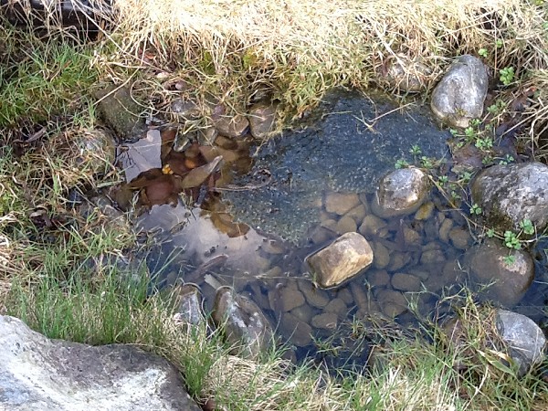 pond