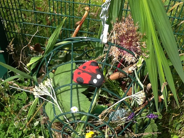 ladybird