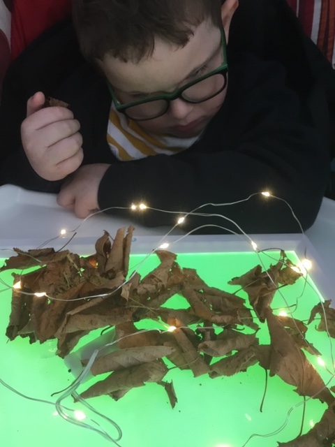 see leaves