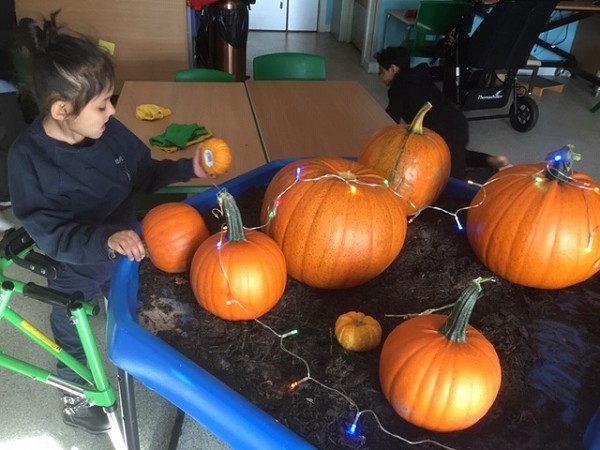 pumpkin patch