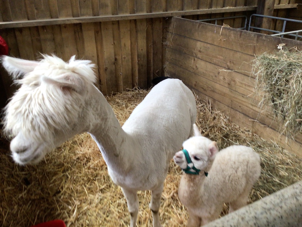 llama