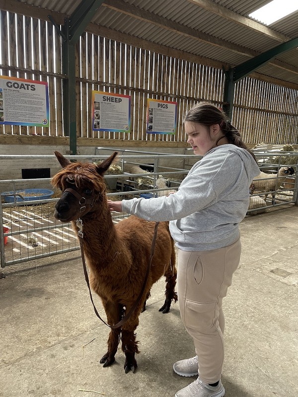 llama