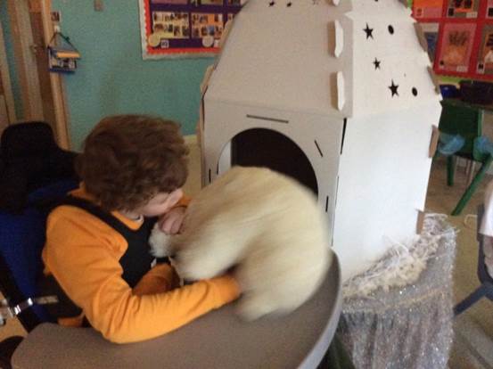 polar bear house