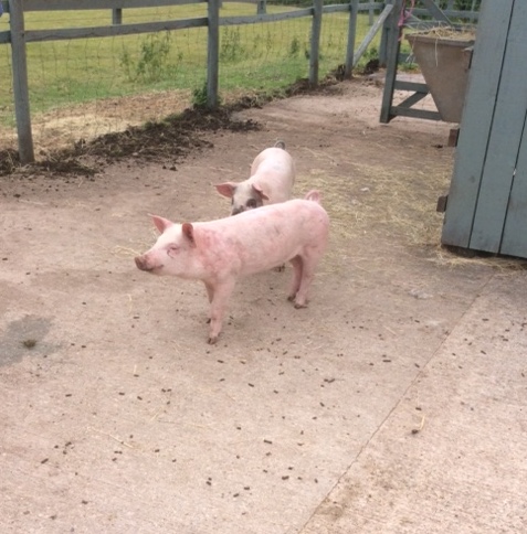 pig