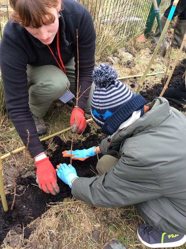 planting