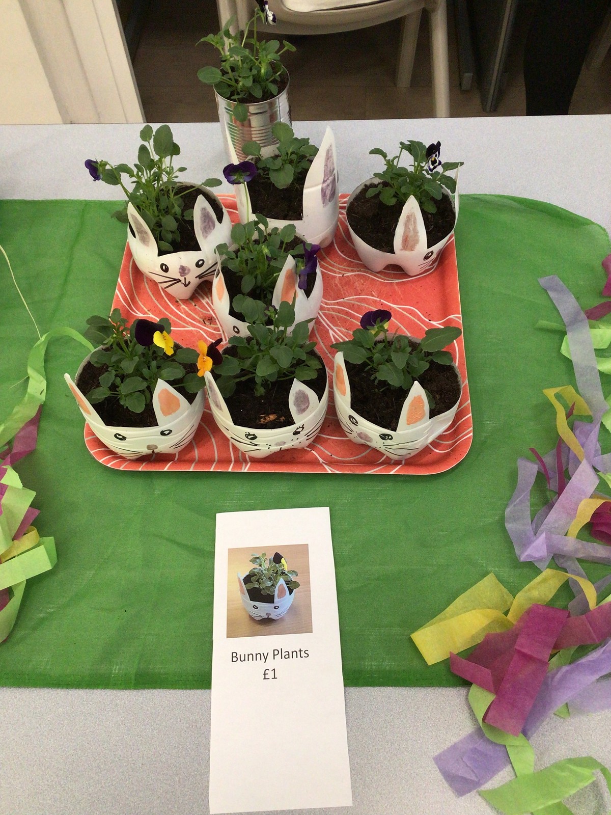 plants