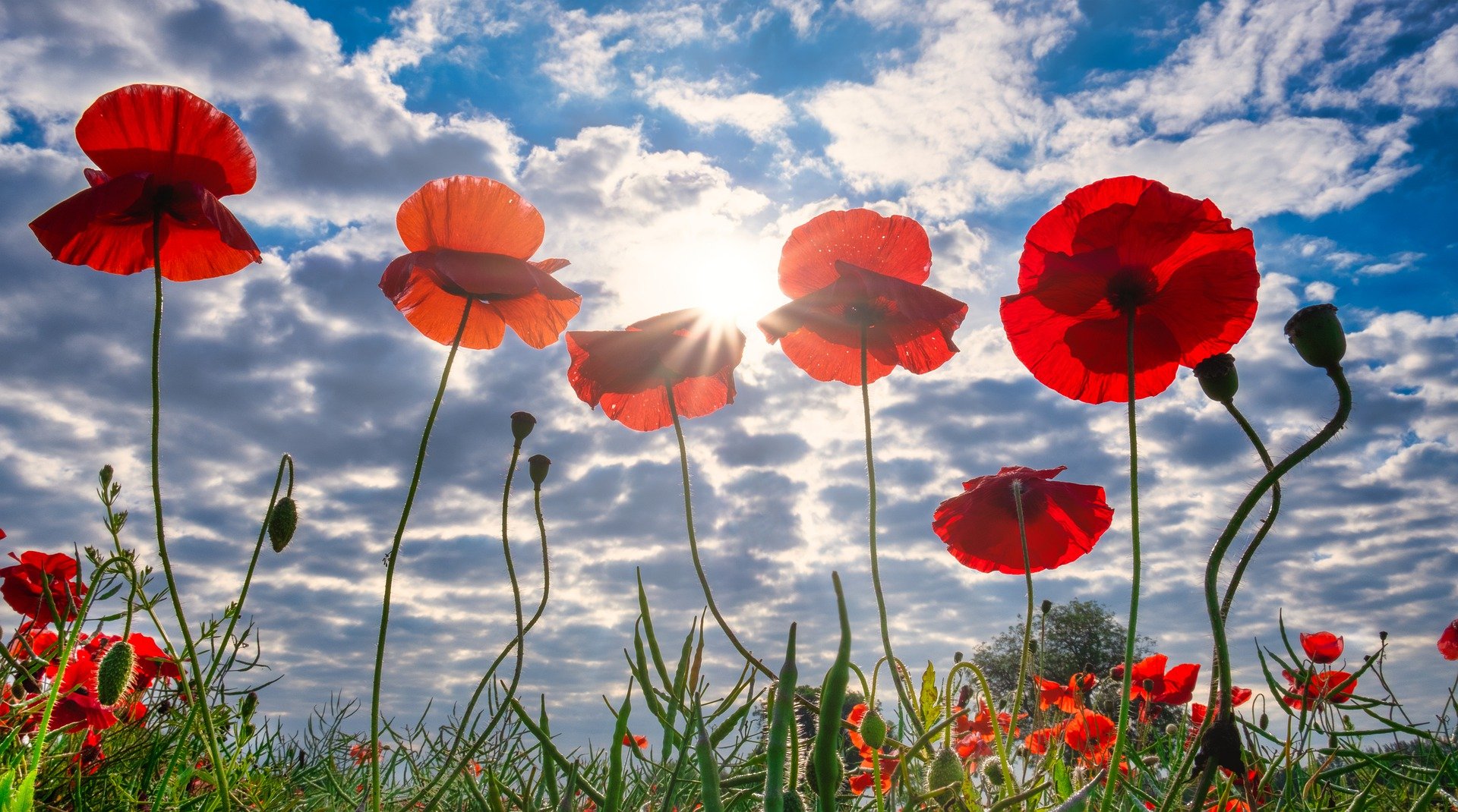 Remembrance Day