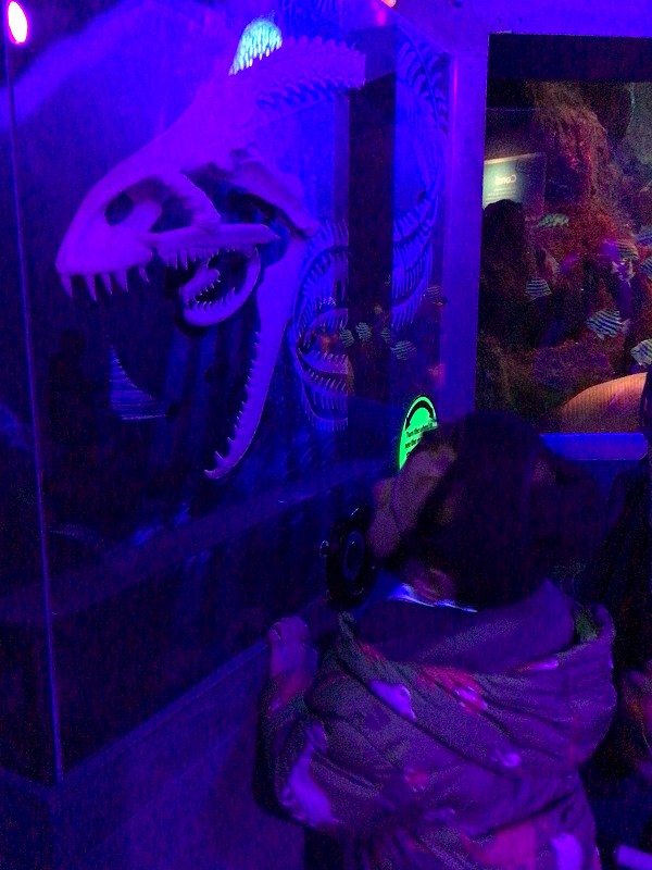 shark