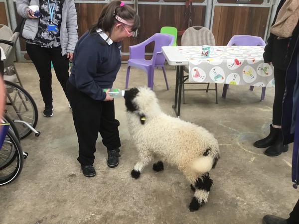 sheep
