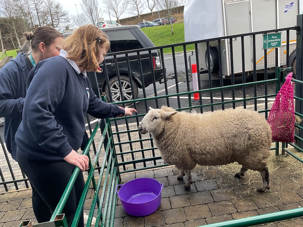 Emily's Mini Farm comes to Newfield