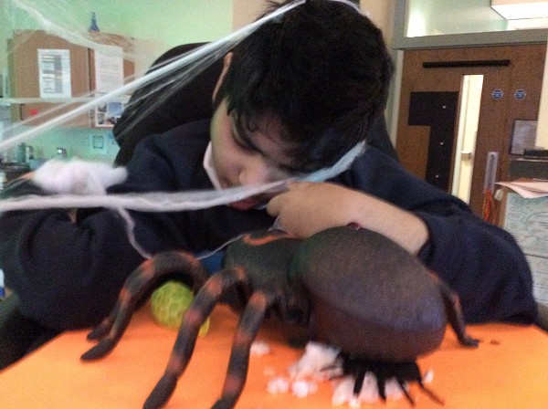 spider