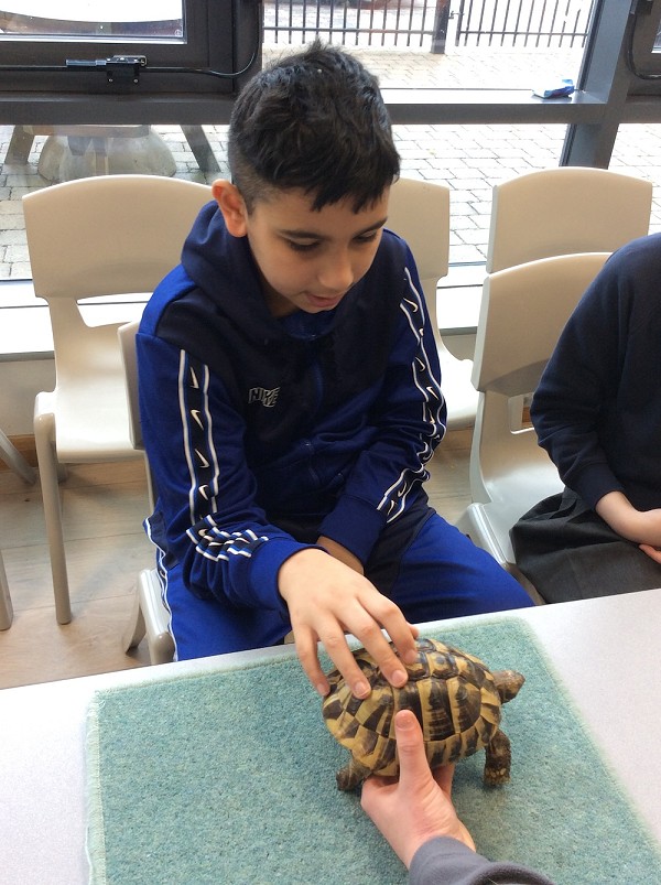 tortoise