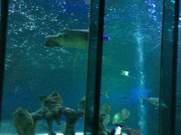 turtle